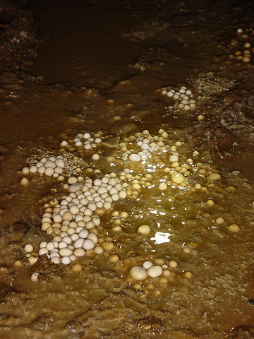 A large collection of cave pearls in a cave passage.