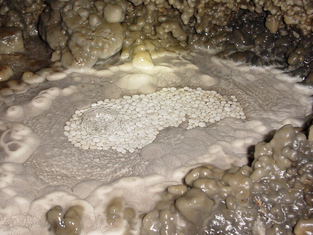 A perfect nest of pure white cave pearls