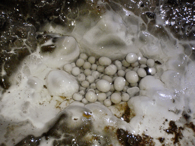 A small nest of pure white pearls, almost ruined.