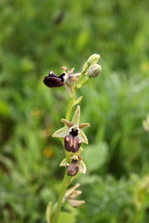 Sicilian Bee Orhid (Ophrys  sphegodes group - incubacea or passionis)