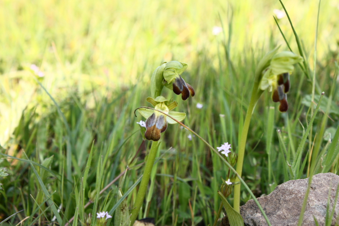 A wild Bee orchid (Ophrys fusca group) found in the Nebrodi National Park, Sicily.