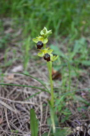 A wild Bee orchid (Ophrys fusca group) found in the Nebrodi National Park, Sicily.