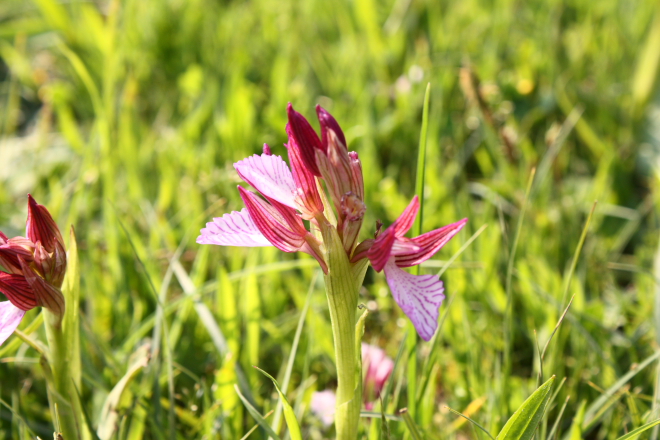 Wild orchid - Anacamptis papilionacea