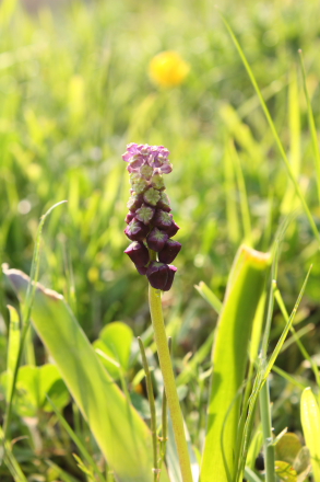 Muscari sp. (Tasselled Hyacinth) in the Madonie Mountains, Sicily