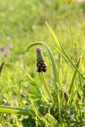 Muscari sp. (Tasselled Hyacinth) in the Madonie Mountains, Sicily