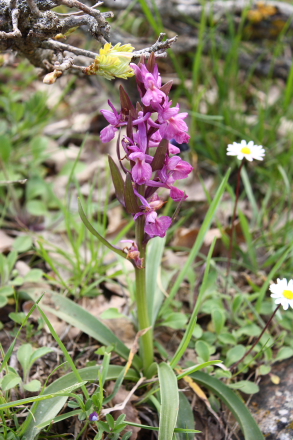 A pink Sicilian Orchid (Dactylorhiza romana)