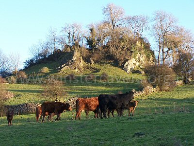 A typical Derbyshire scene near Winster, with rugged limestone scenery and grazing cattle