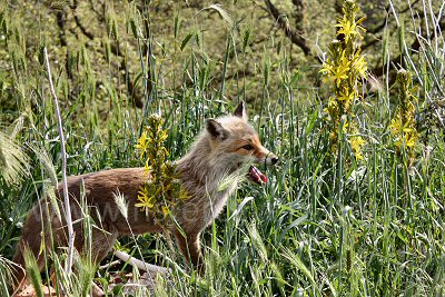 A chance encounter with a Sicilian Mountain Fox.