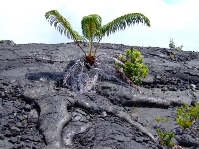 Hapu'u tree ferns are amongst the first plants to recolonise fresh lava flows