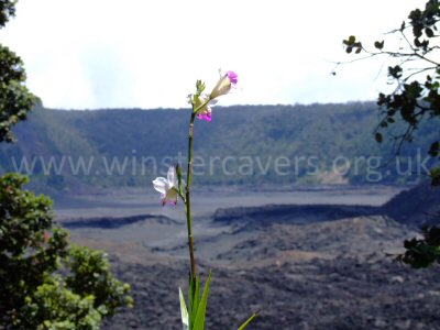 A solitary bamboo orchid beckons the viewer to the Kilauea Iki caldera beyond