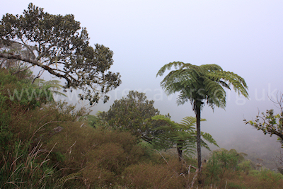 Rainforest and cloud on the descent from the Col des Boeufs towards La Nouvelle, Ile de la Reunion
