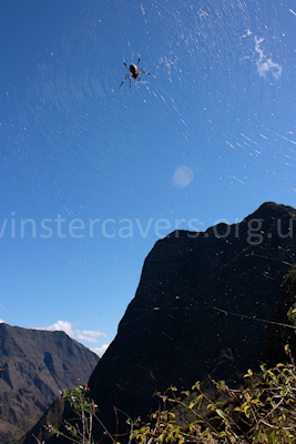 A red-legged golden orb-web spider and its web guard the precipitous path down the Grand Galets ravine, La Reunion, September 2009